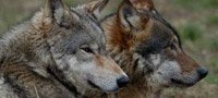 Wolf Walk Experience