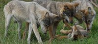 VIP Wolf Experience