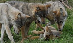 VIP Wolf Experience