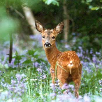 Wildlife Experience in West Sussex