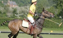 Learn all about polo ponies, the mallet and the chukkers!