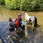 Horse walking through water