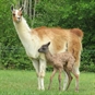 Llama Trekking for Two Northamptonshire Mum and Baby Llama