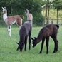 Llama Trekking for Two Northamptonshire Babys in a field