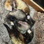 Meet the Ferrets in Essex - Group of Ferrets Sleeping