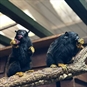 Tamarin Monkey Experience in Essex - Two Tamarin Monkeys Eating