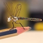 Dragon Fly on Pencil