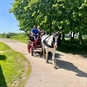 Horse Drawn Carriage Rides Yorkshire - Escrick Estate