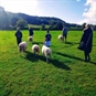 group sheep trekking