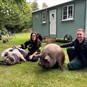 Pig Experience in Norfolk for Two - Couple Sitting with Pigs