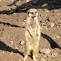 meerkat encounter