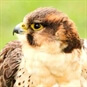 West Sussex Falconry Experience Days near Chichester