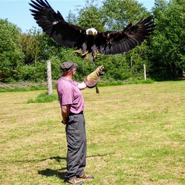 Customer Photo of Bird of Prey Experience (Nationwide Venues)