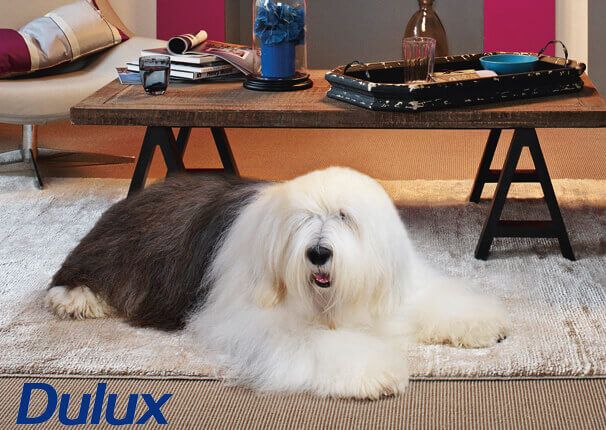 dulux-dog-spud.jpg