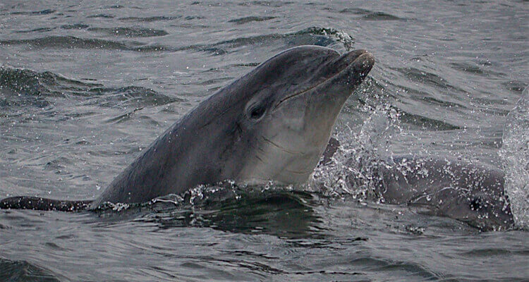 Dolphin in Scotland