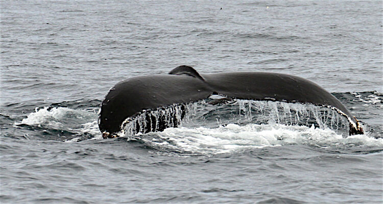 Humpback whale watching UK