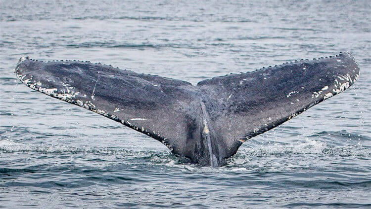 Can you go whale watching in the UK?