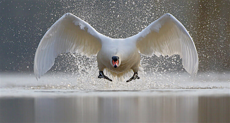 wildlife photography