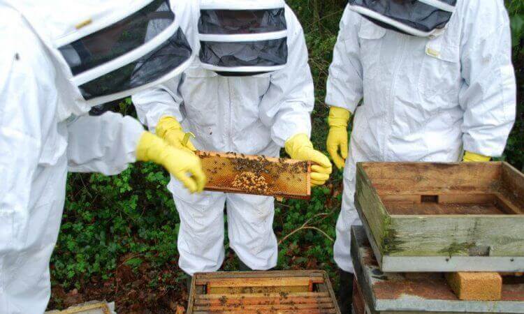 beekeeping