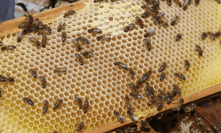 beekeeping hive