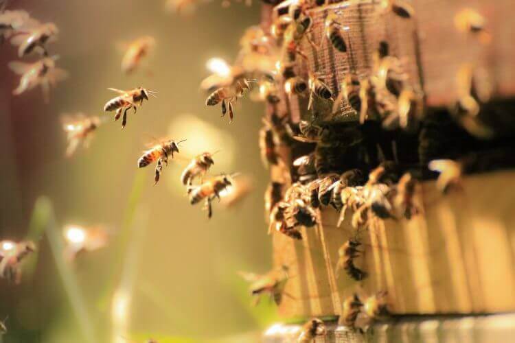 beekeeping