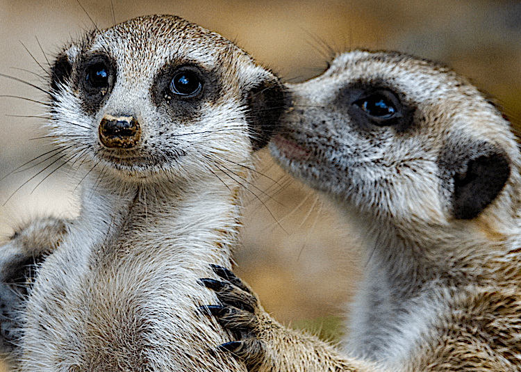 Animal Experiences - meet the meerkats