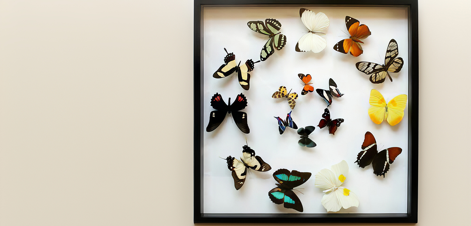 Butterfly Setting & Preserving from Into the Blue