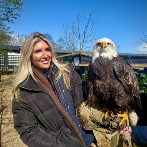 3 Hour Falconry Experience Offer