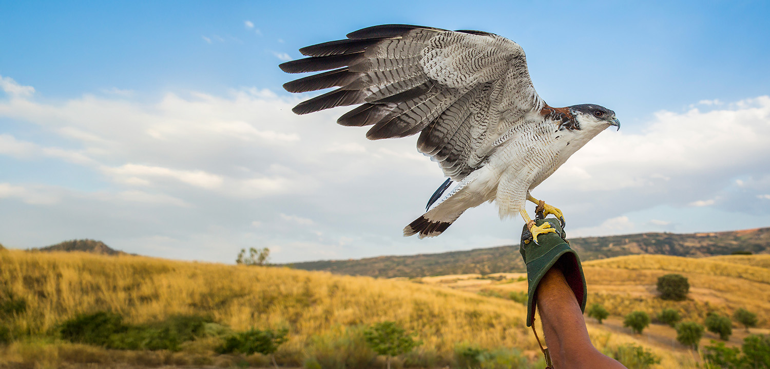 Nationwide Falconry Offer-image-2732