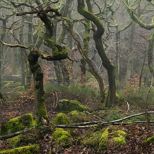 Woodland Photography Masterclass Woodland Photography Masterclass