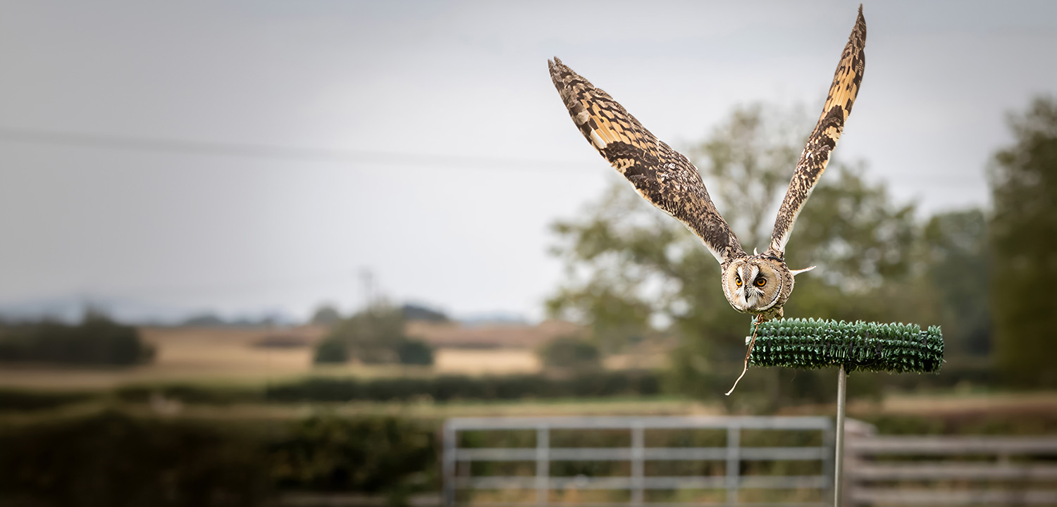 Owl Encounter Derbyshire-image-1646