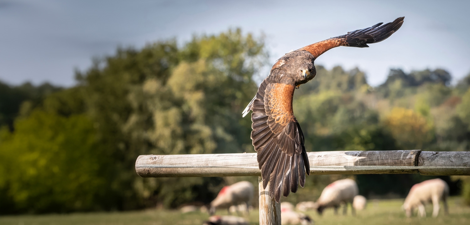 Birds of Prey Derbyshire Prices From - Main Image