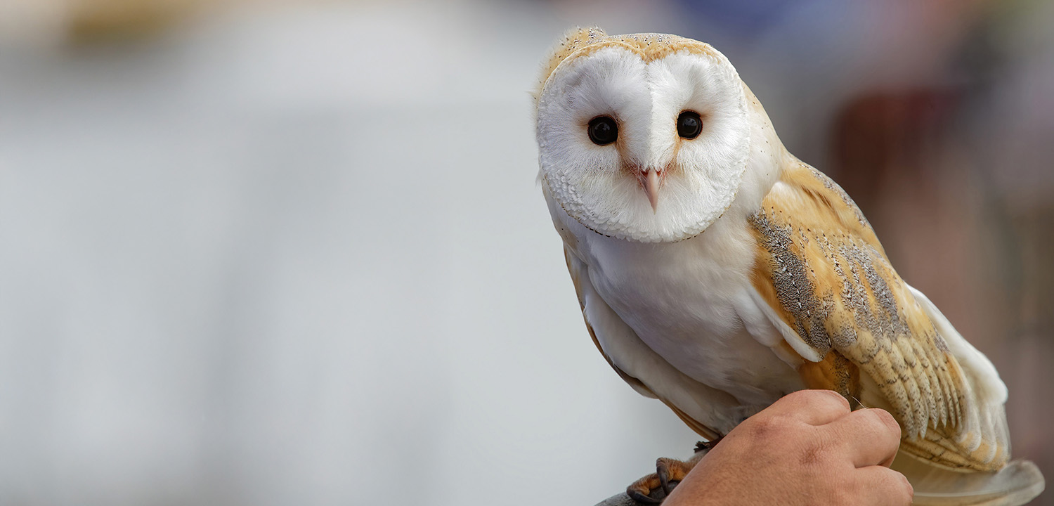 Owl Experience Hertfordshire-image-3869
