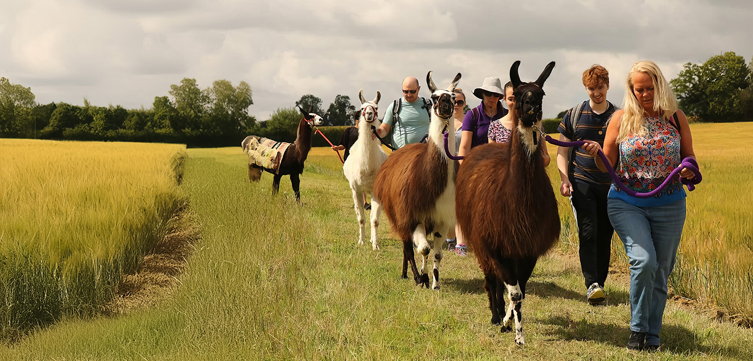 Llama Trekking Northants-image-1891