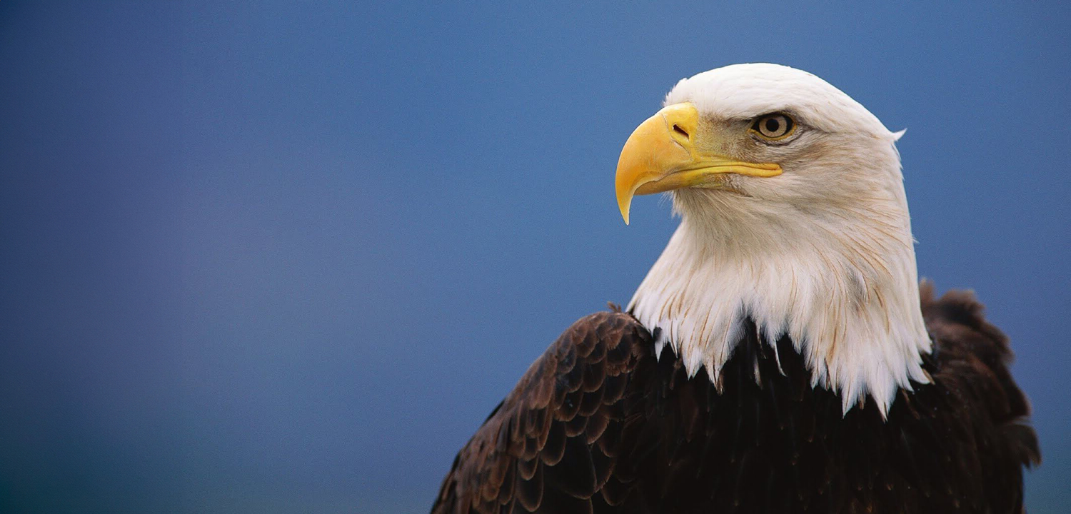 Falconry in Cheshire-image-277