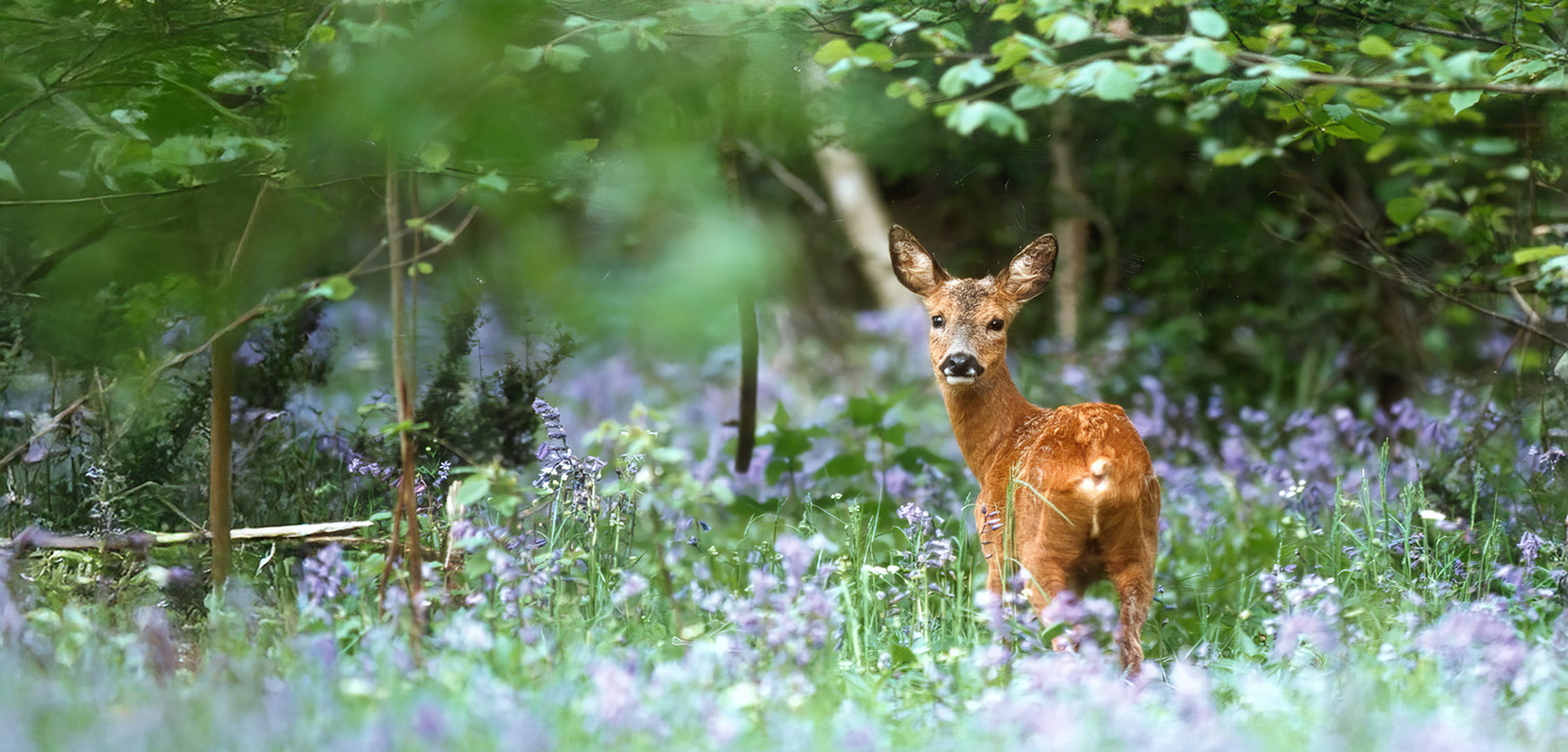 Wildlife Experience in West Sussex-image-290