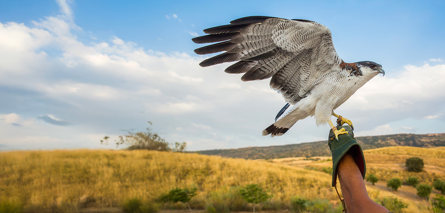 Falconry at Herstmonceux Castle-image-3385