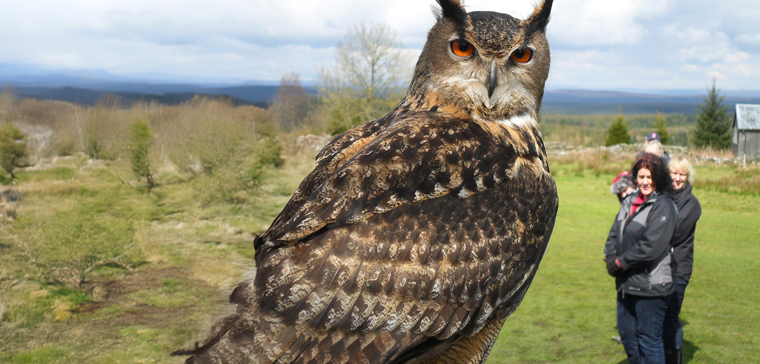 Falconry in Northumberland-image-410