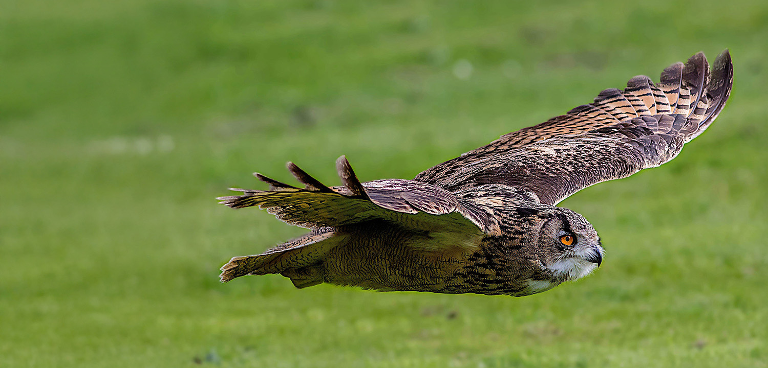 Falconry Edinburgh-image-1180