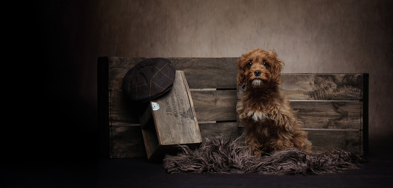 Pet Photoshoot-image-3040