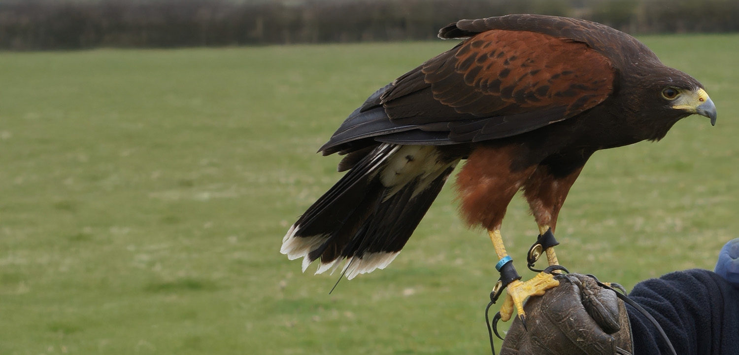 Birds of Prey Experiences Staffordshire Prices From