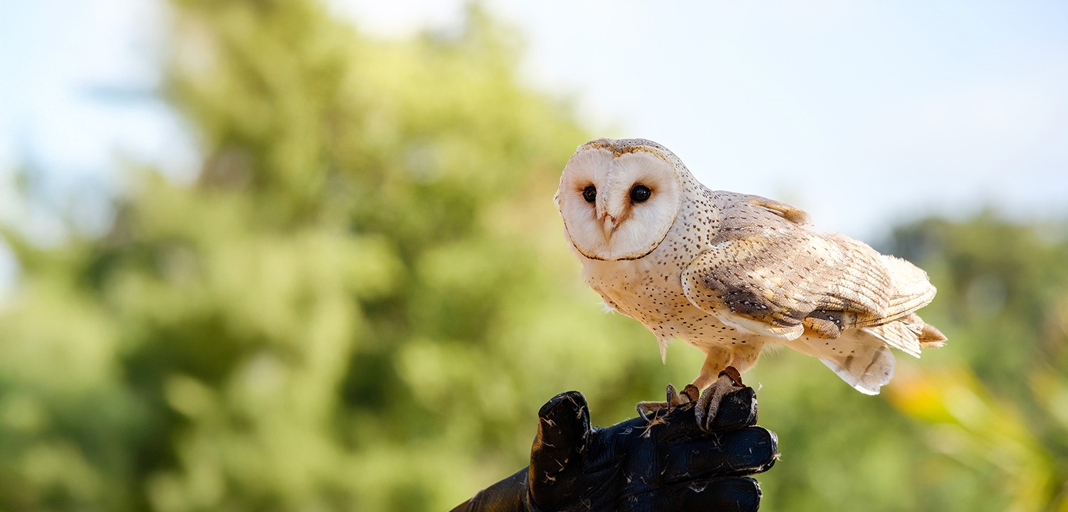 Birds of Prey Experiences near Coalville in North West