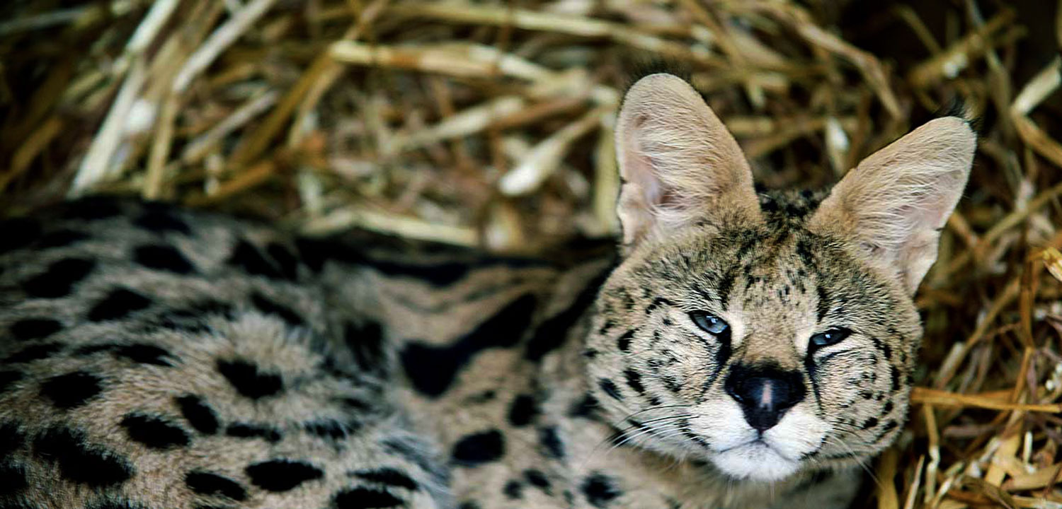 Animal Keeper Experiences Shropshire-image-3226