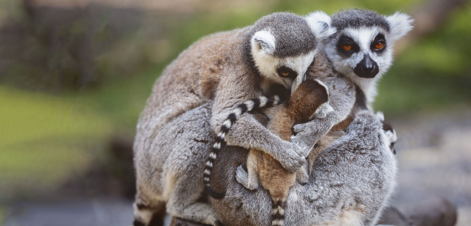 Junior Zoo Keeper for Two Shropshire-image-4867