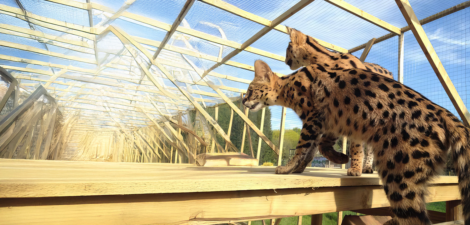 Carnivore Encounter-image-3229