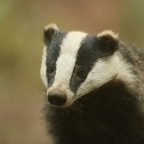 Badger Watching for Two Thumbnail