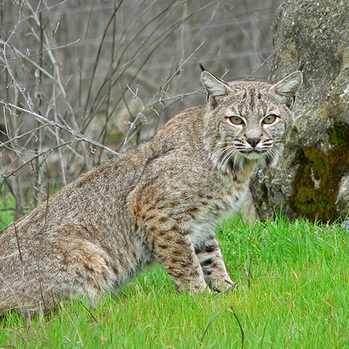 Wild Cat Feeding Experience for Two