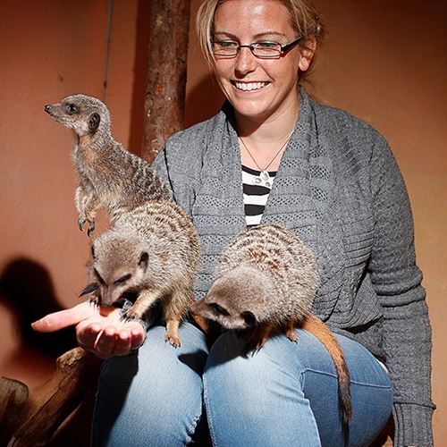 Meerkat Experience for Two in Telford