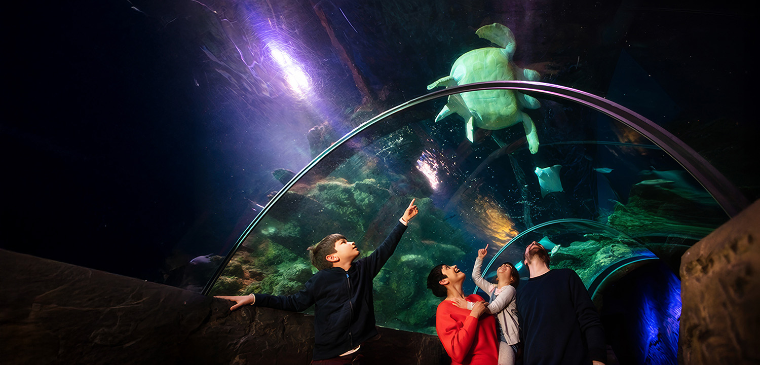 London Aquarium Entry and Meal-image-3084