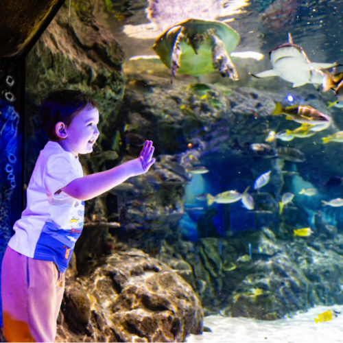 Nationwide SEALIFE Entry for Two